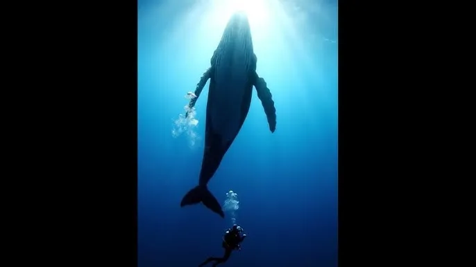 晚上睡不着想看点在线 - 深蓝星球：探索海洋深处的未知世界